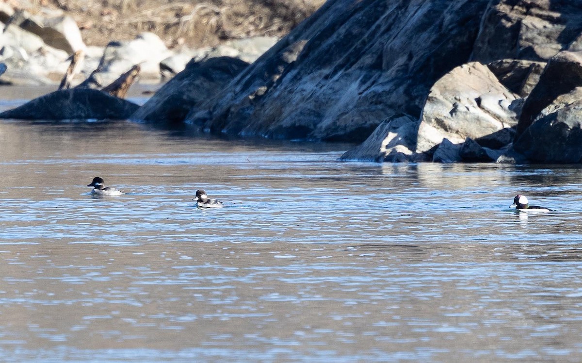 Bufflehead - ML645843037