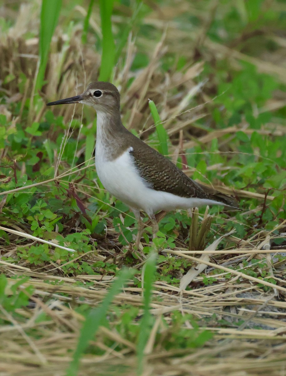ביצנית לבנת-בטן - ML645843038
