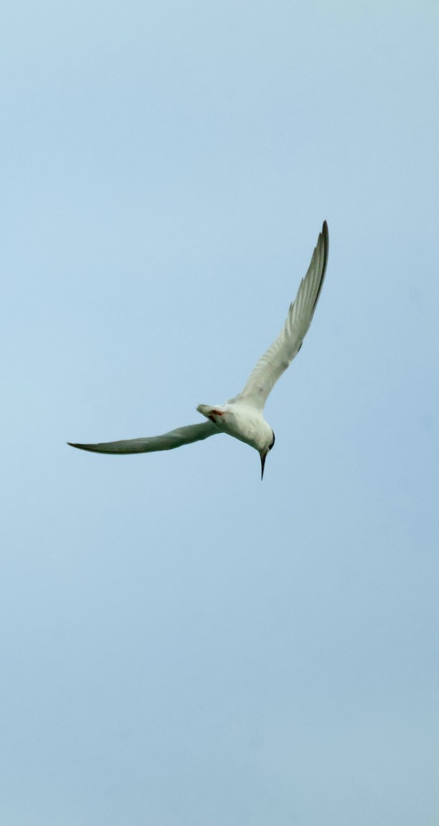 שחפית גמדית - ML645843044
