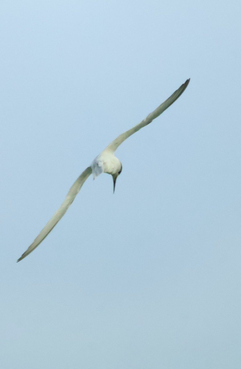 שחפית גמדית - ML645843045
