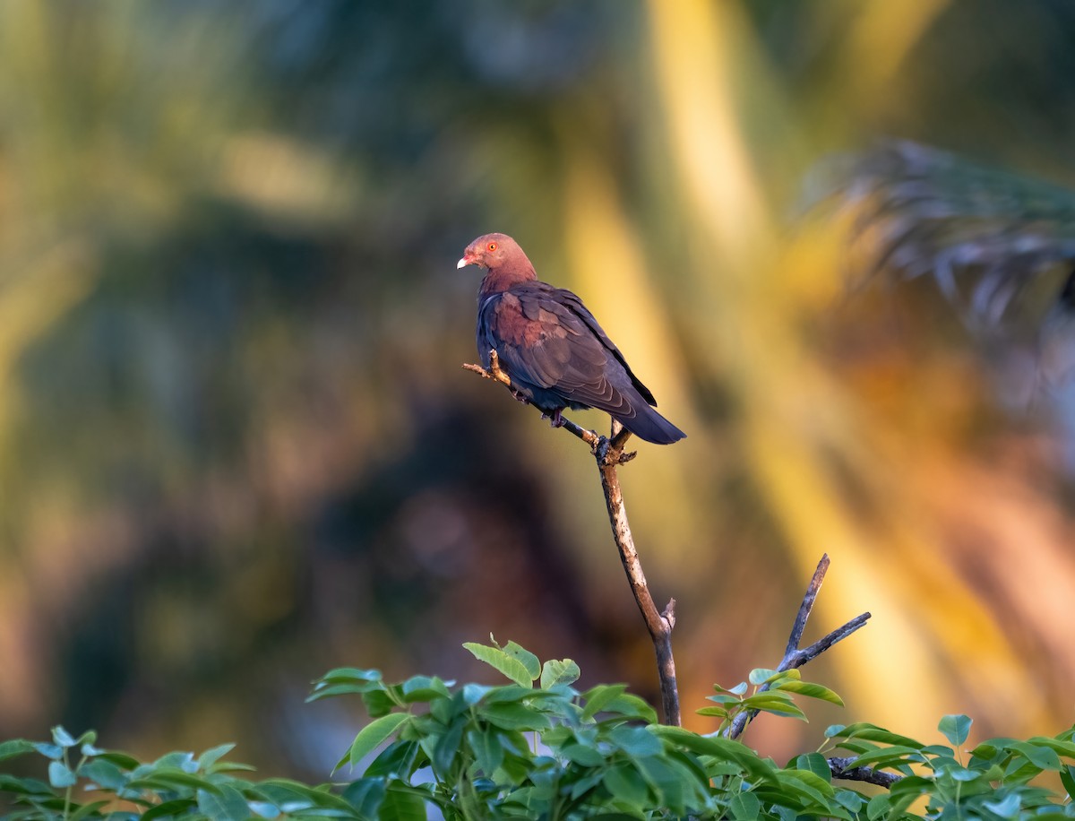 Red-billed Pigeon - ML645843047