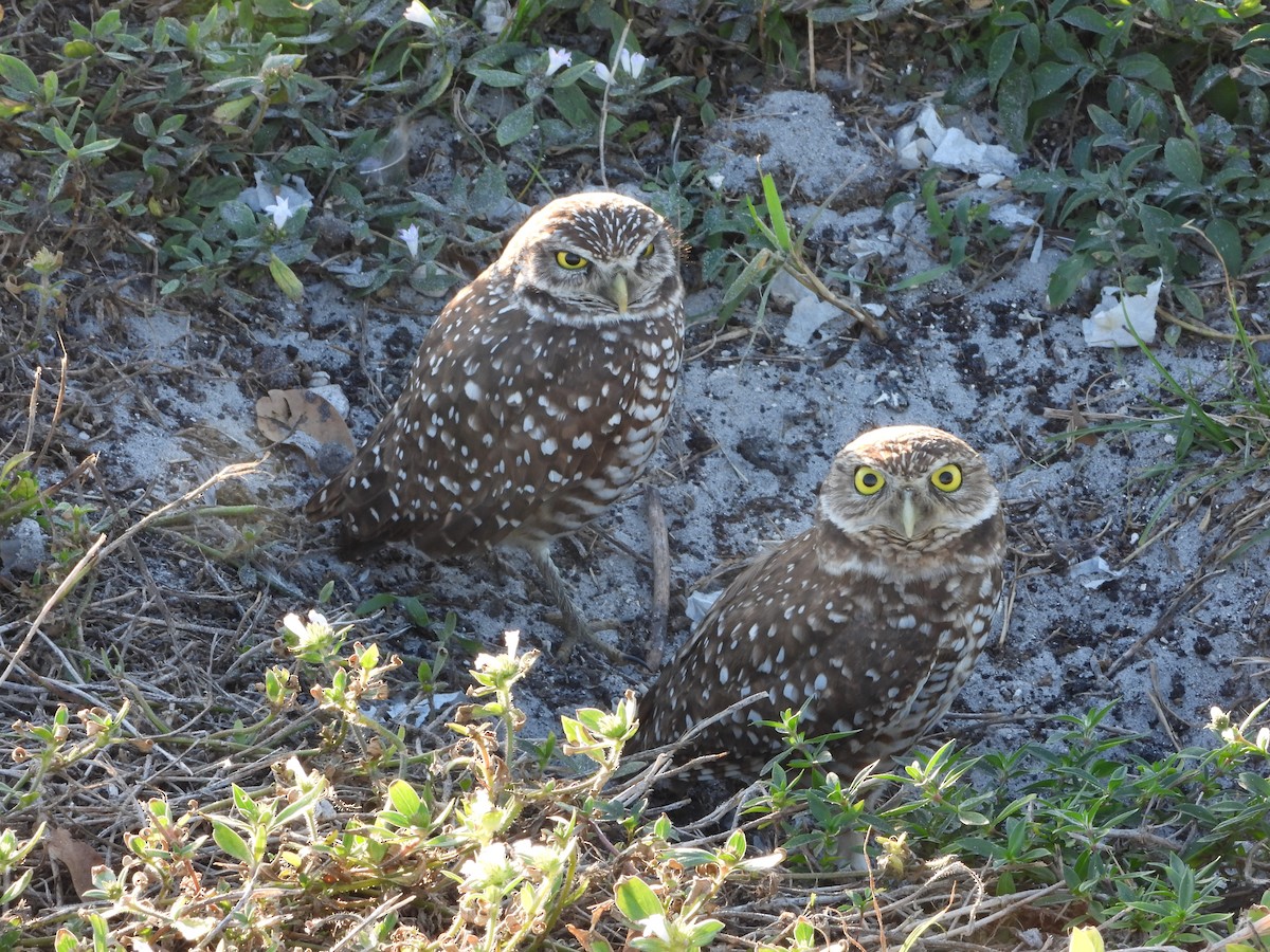 Burrowing Owl (Florida) - ML645843054