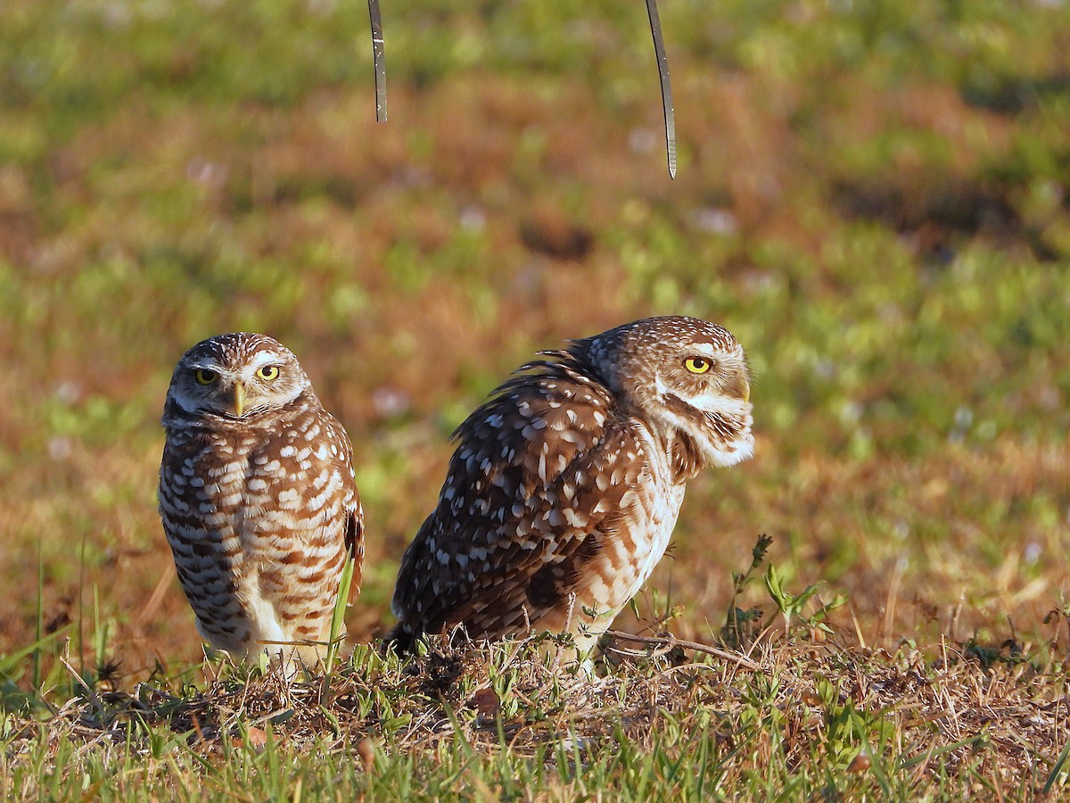 Burrowing Owl (Florida) - ML645843057