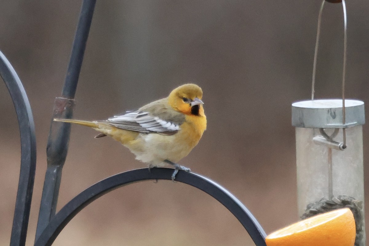 ビュラックムクドリモドキ - ML645843059