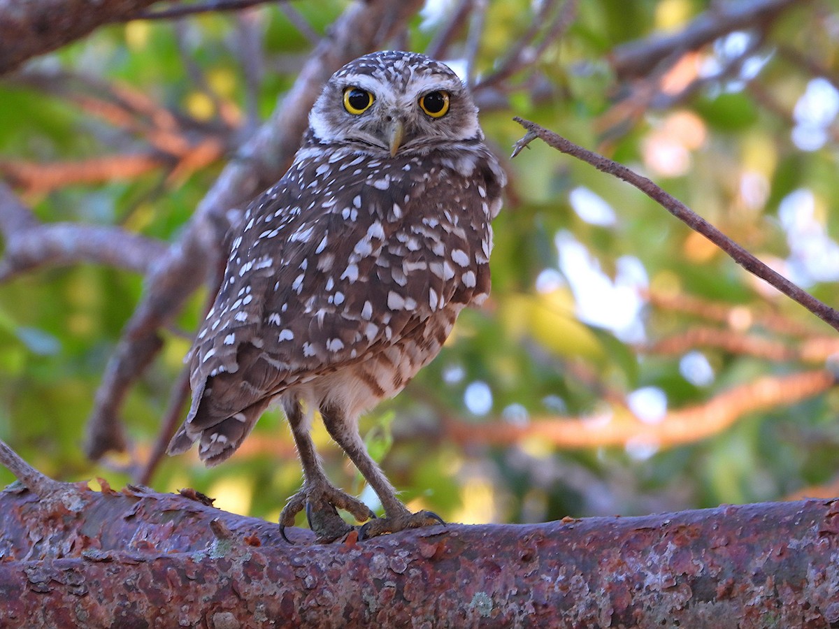 Burrowing Owl (Florida) - ML645843062