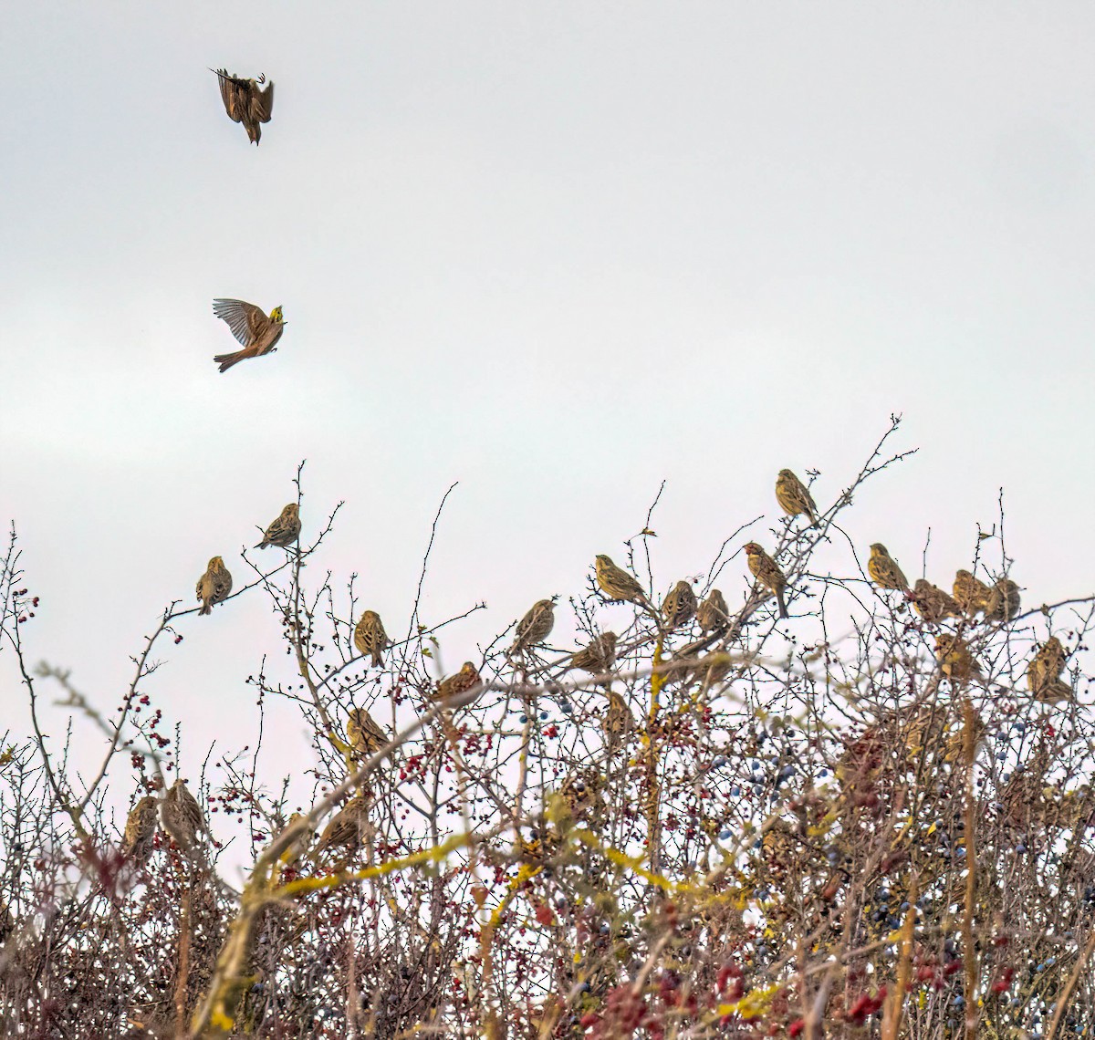 Corn Bunting - ML645843064