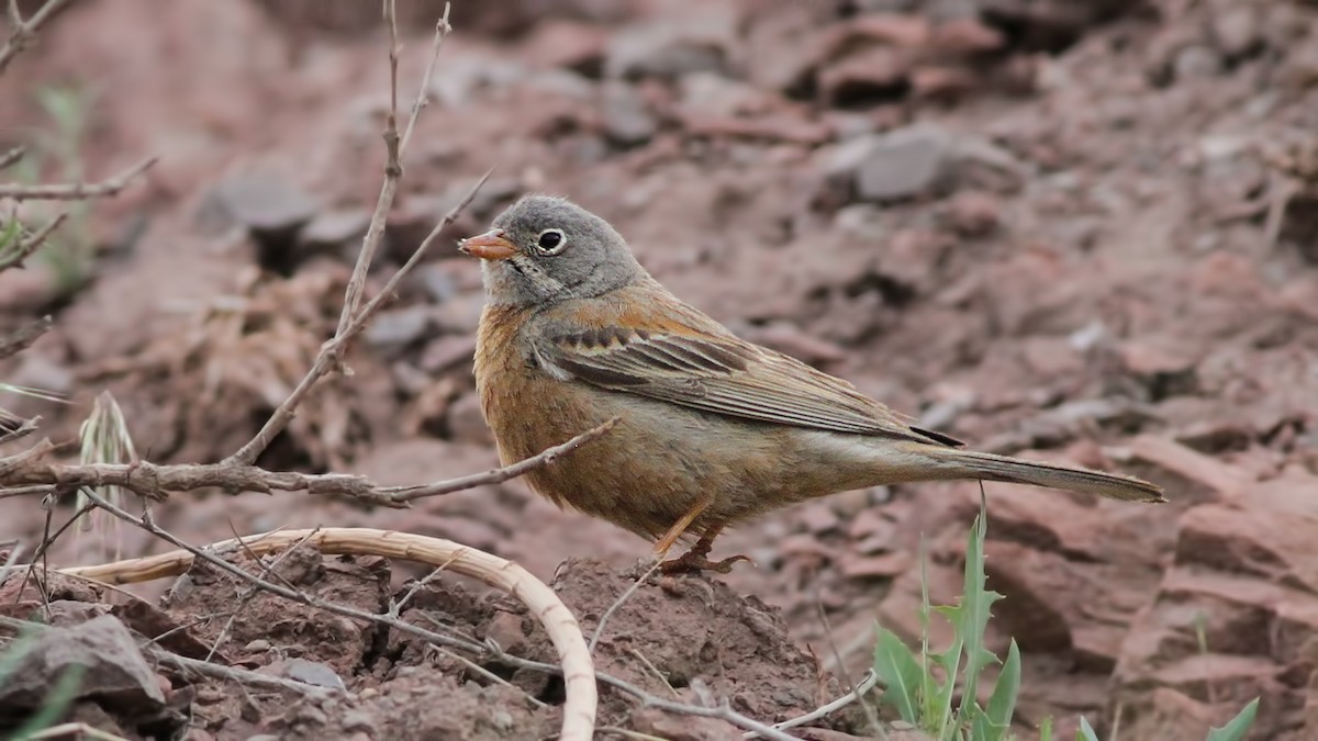Gray-necked Bunting - ML645843076