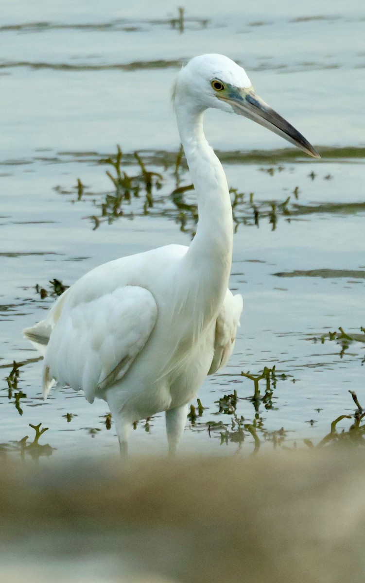 Pacific Reef-Heron - ML645843078