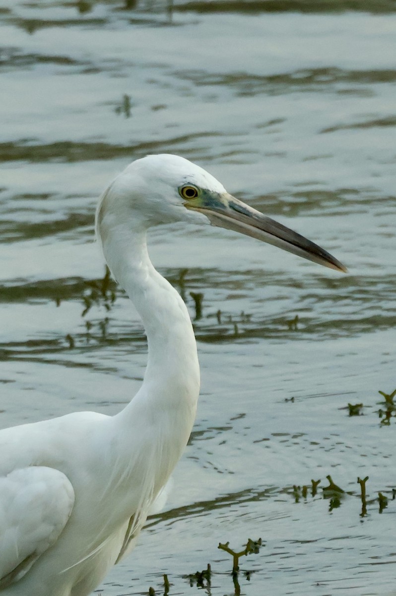 Pacific Reef-Heron - ML645843079