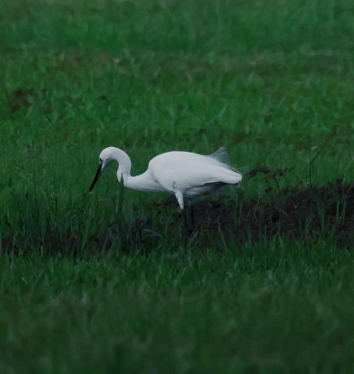 לבנית קטנה - ML645843092
