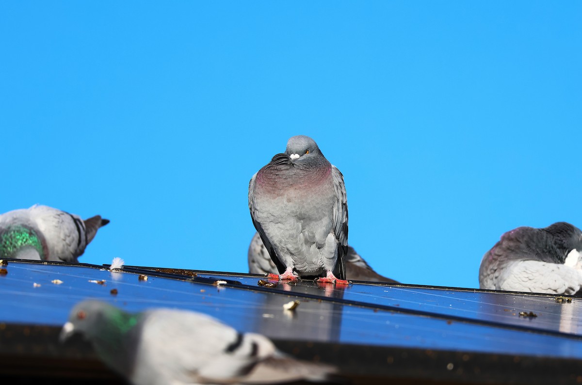 Rock Pigeon (Feral Pigeon) - ML645843100