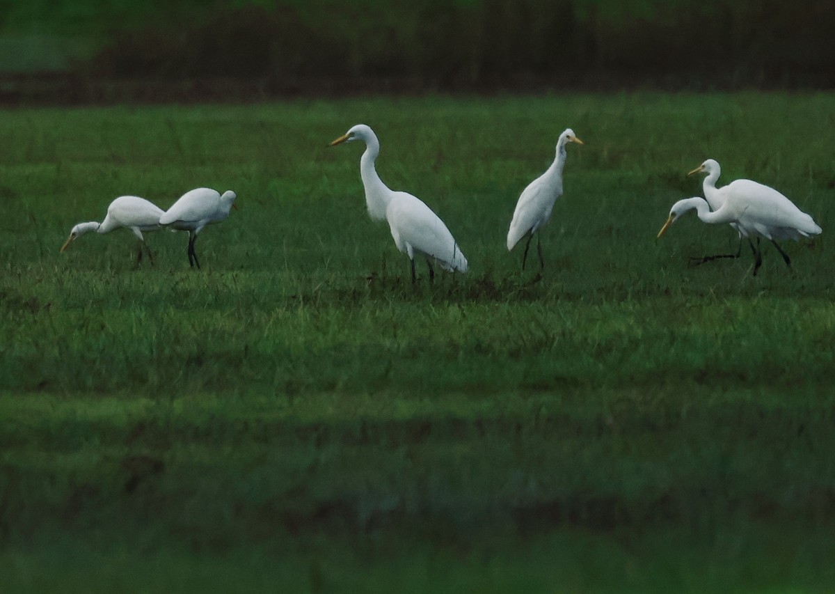 אנפית בקר מזרחית - ML645843114
