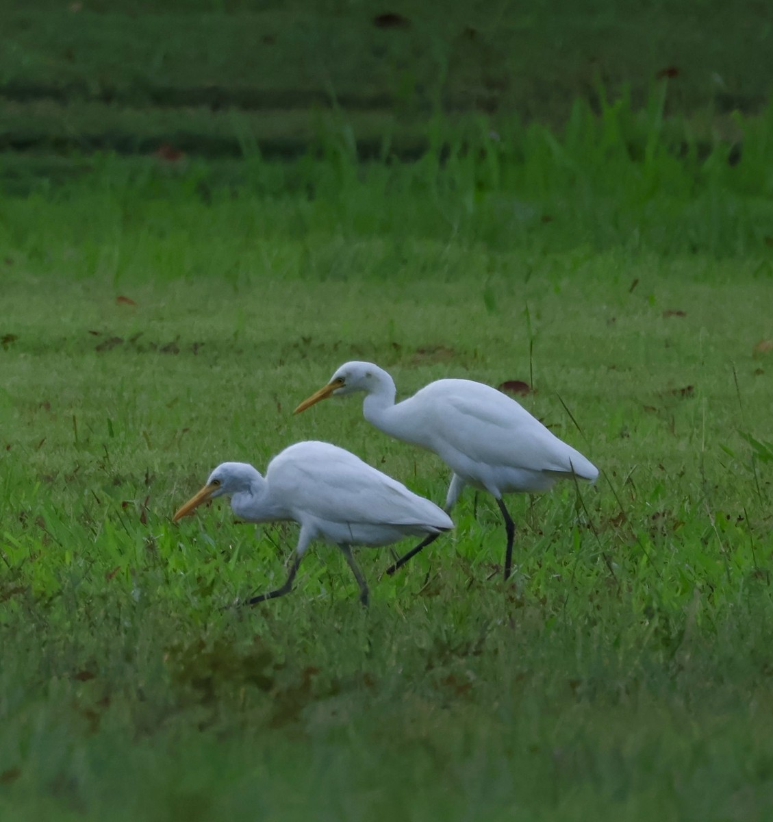אנפית בקר מזרחית - ML645843115