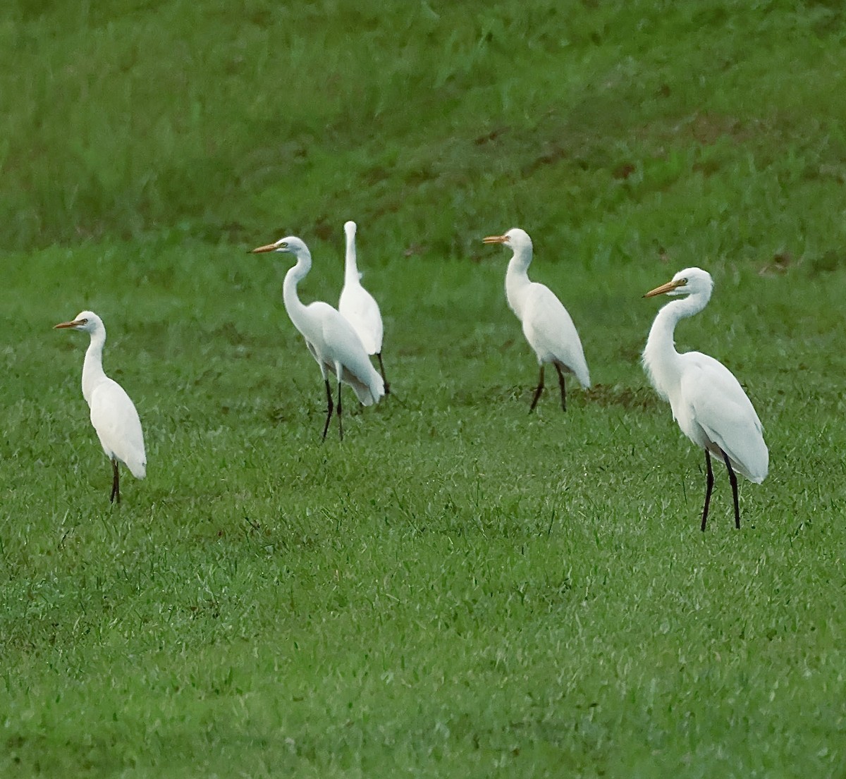 אנפית בקר מזרחית - ML645843116