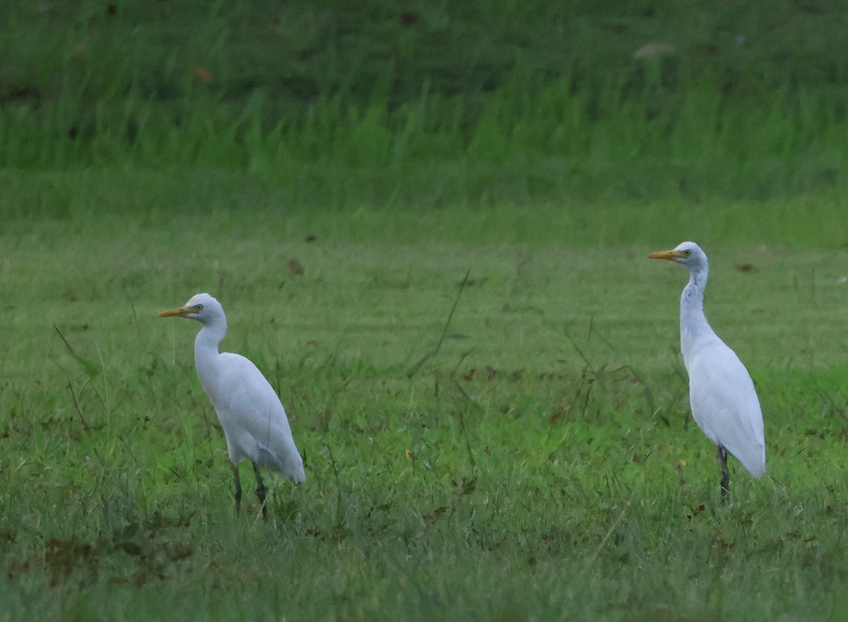 אנפית בקר מזרחית - ML645843117