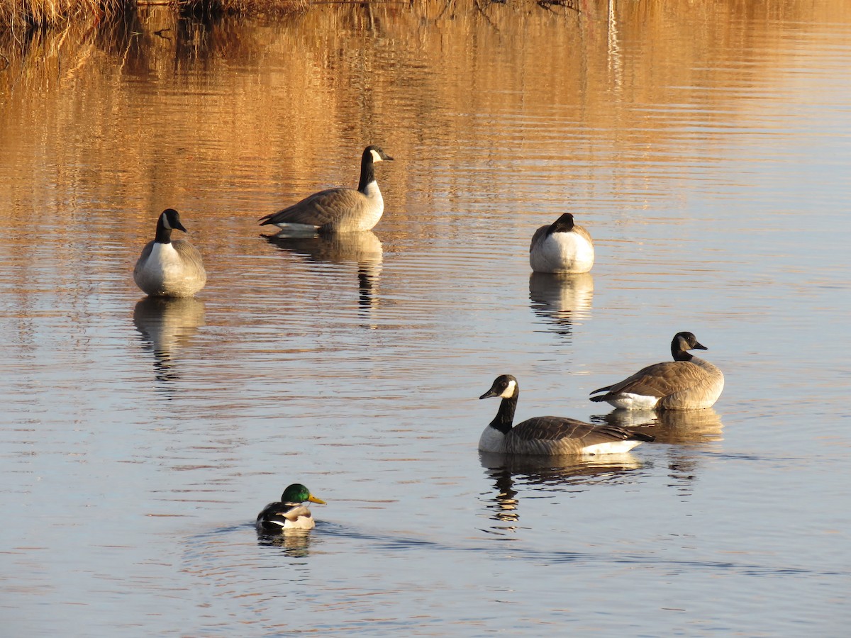 Canada Goose - ML645843119