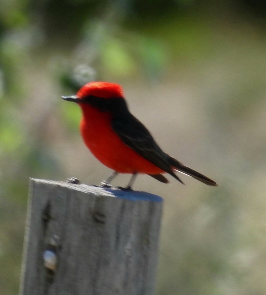 Vermilion Flycatcher - ML645843120