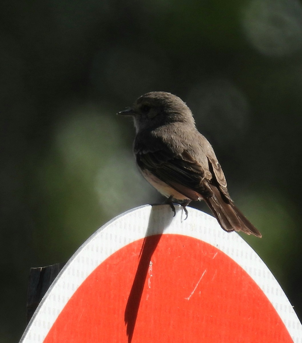 Vermilion Flycatcher - ML645843121