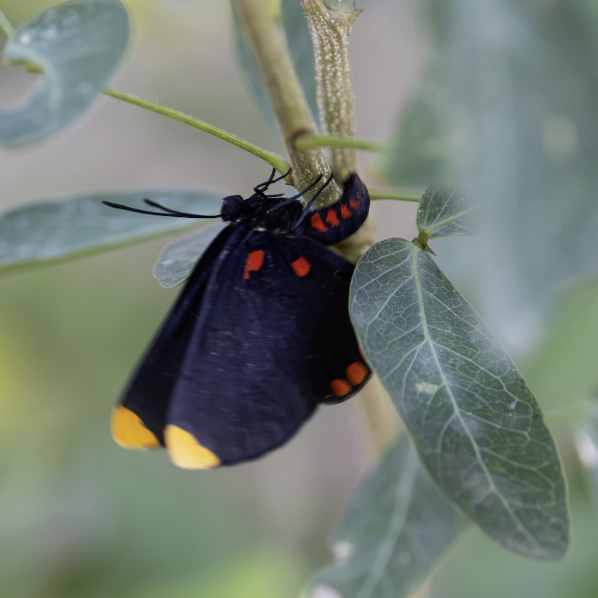 Red-bordered Pixie - ML645843122