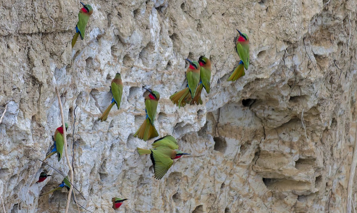 Red-throated Bee-eater - ML645843123