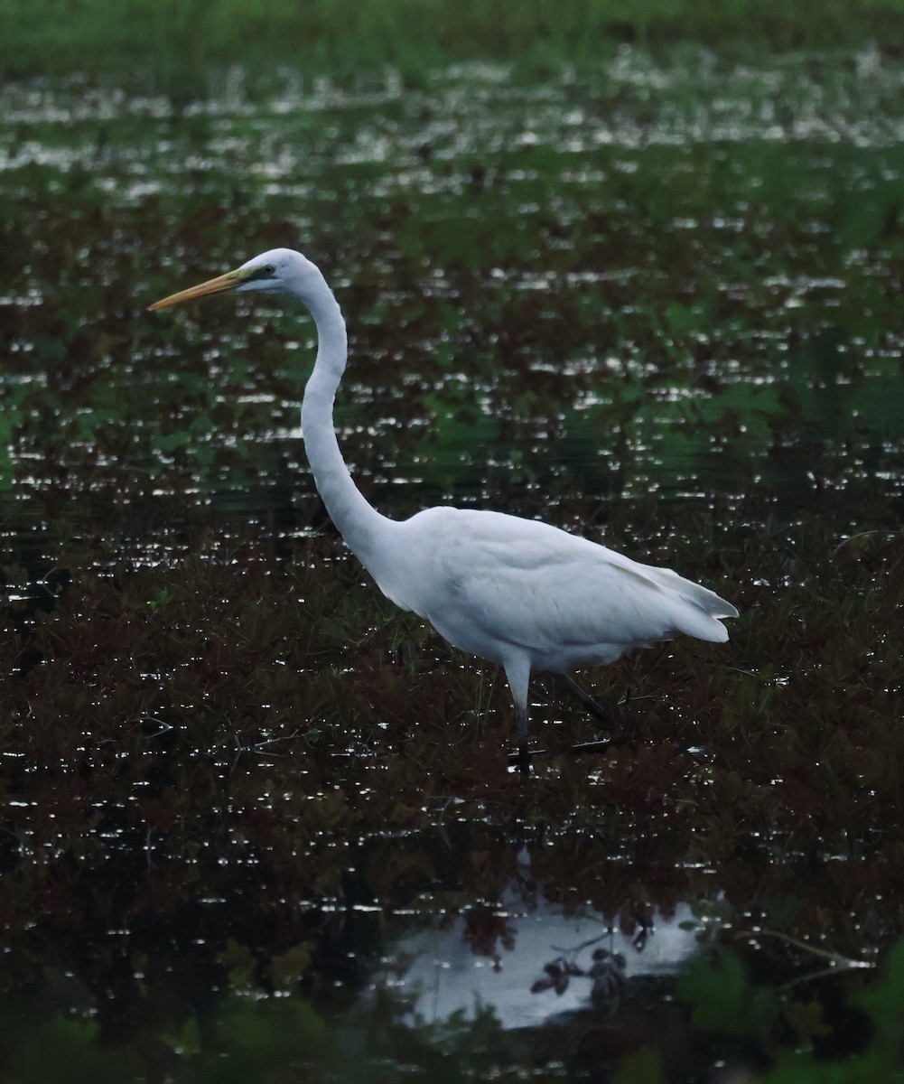 לבנית גדולה - ML645843125