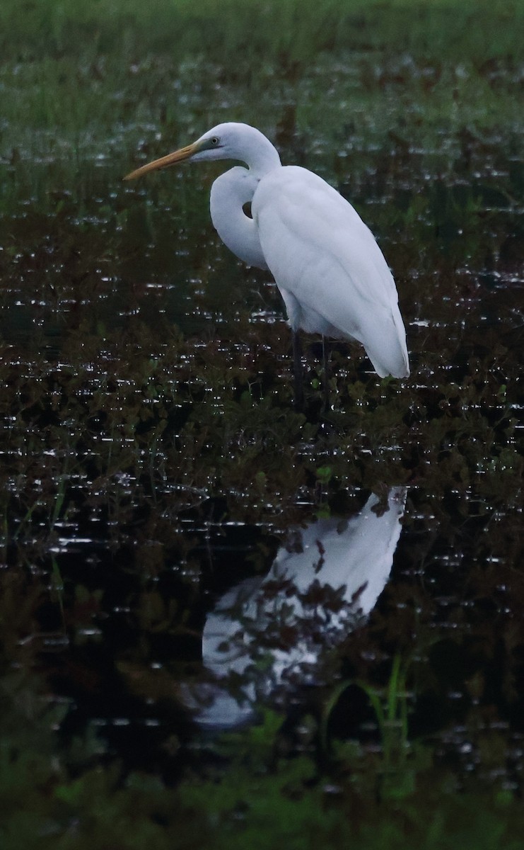 לבנית גדולה - ML645843127