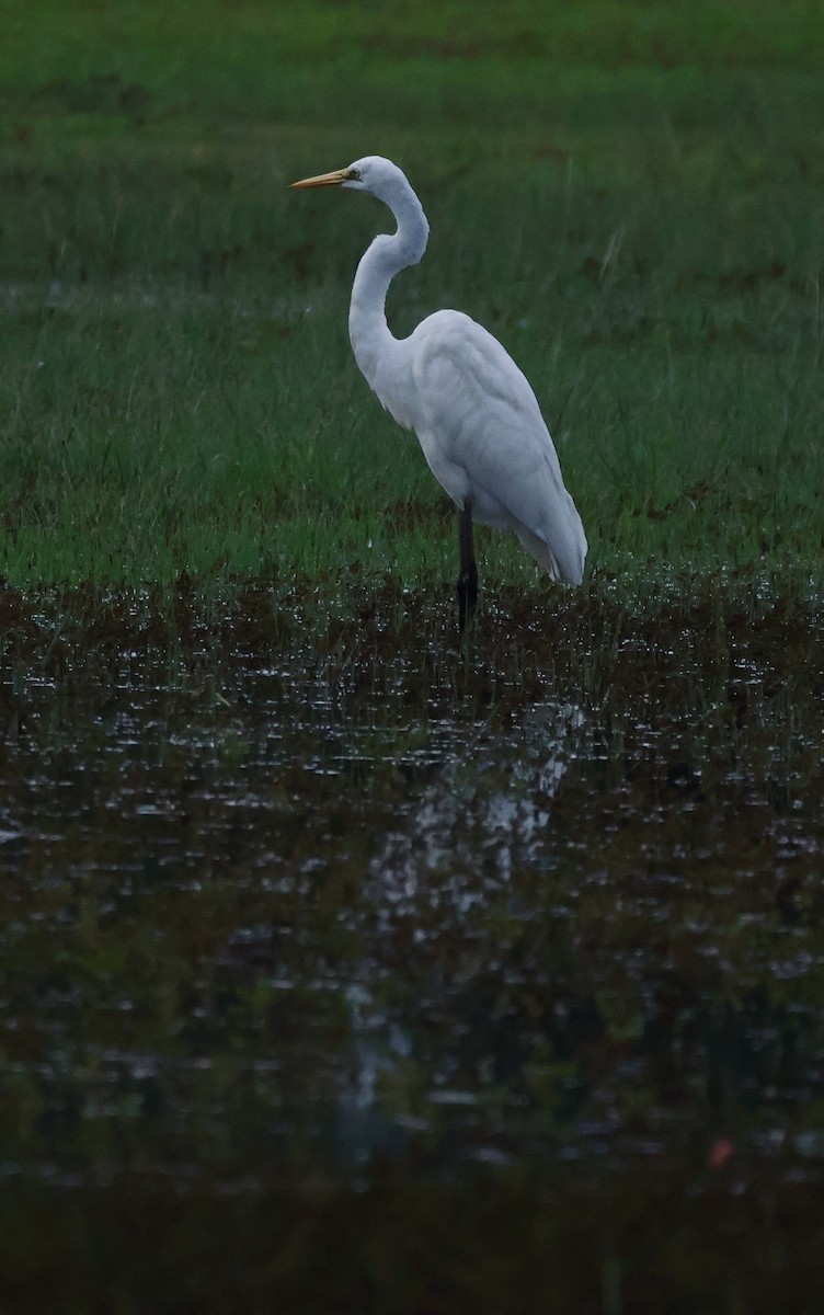 לבנית גדולה - ML645843128