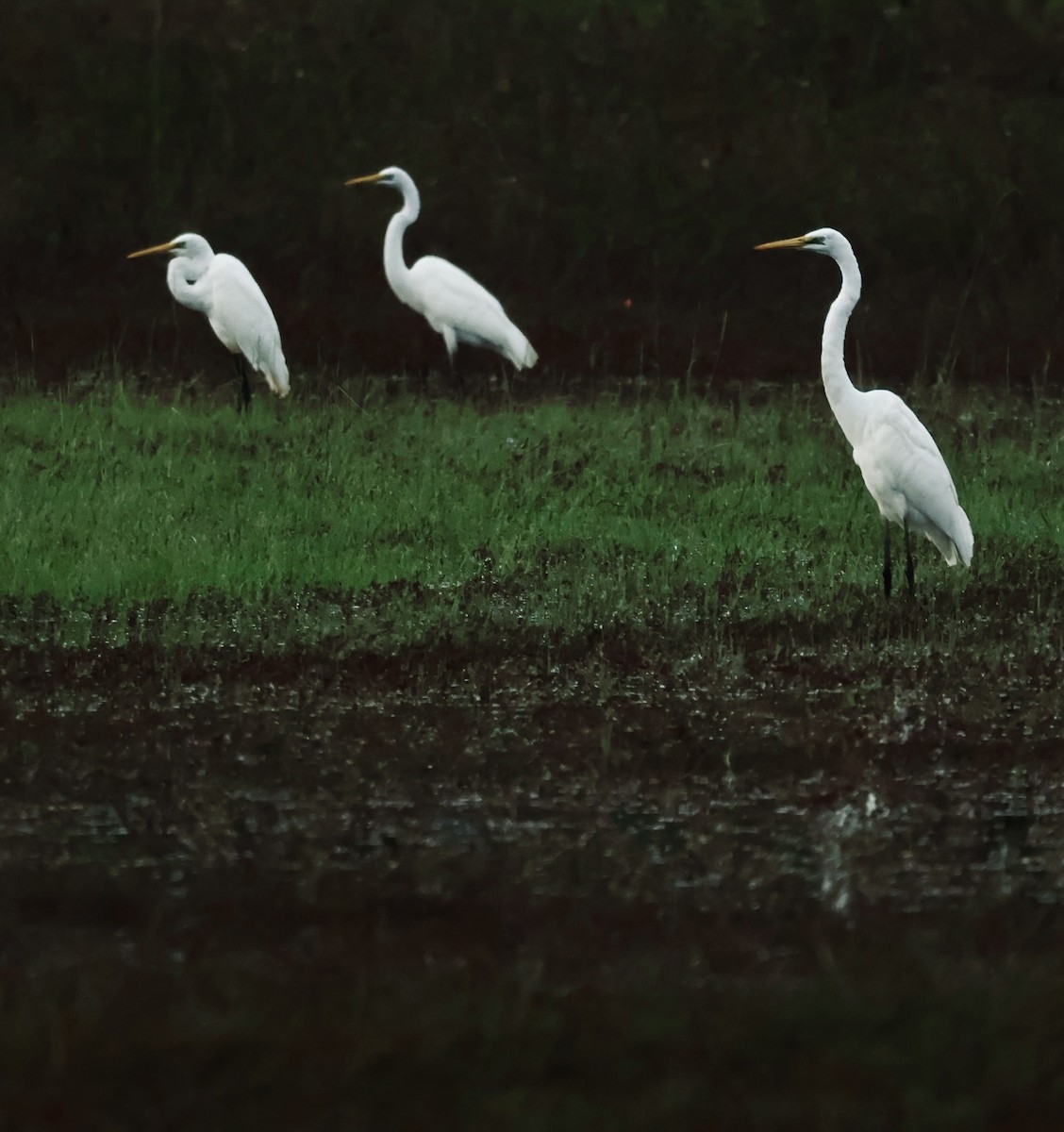 לבנית גדולה - ML645843130