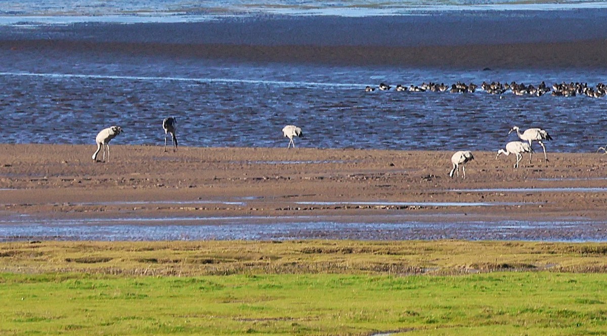 Common Crane - ML645843140