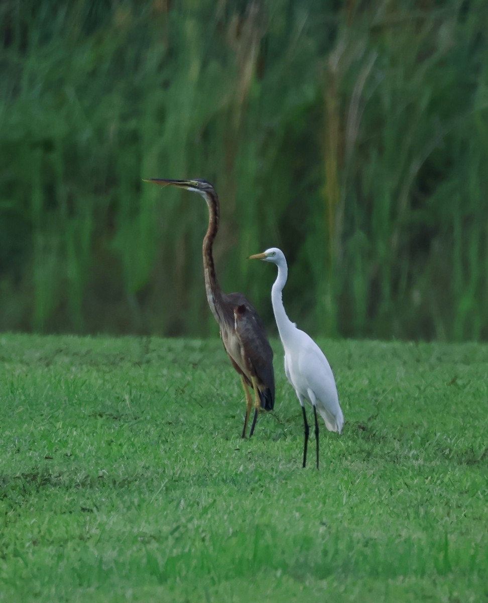 Medium Egret - ML645843145