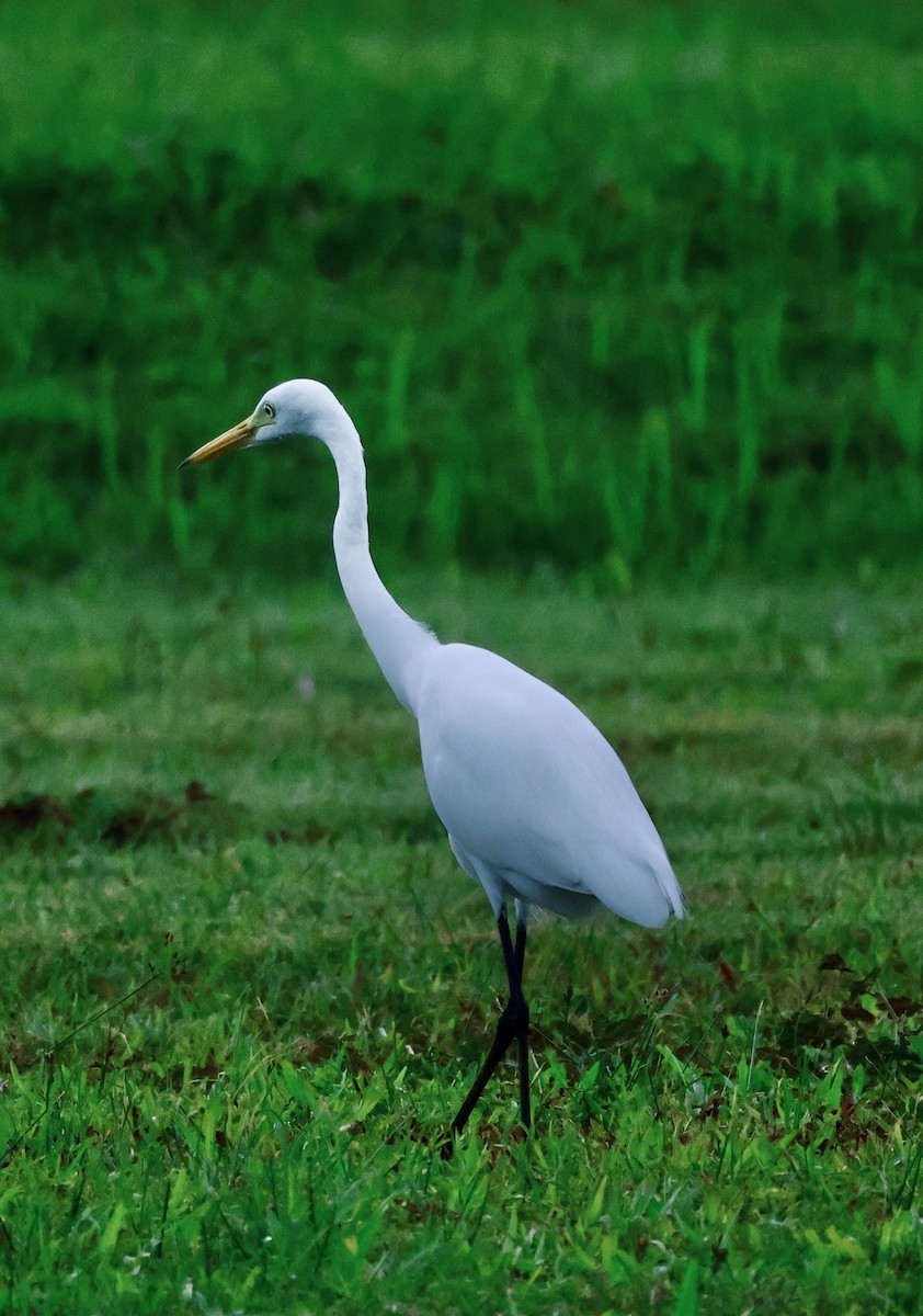 Medium Egret - ML645843146