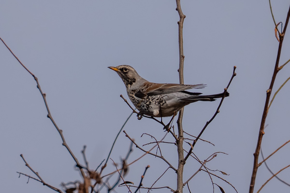 Fieldfare - ML645843150