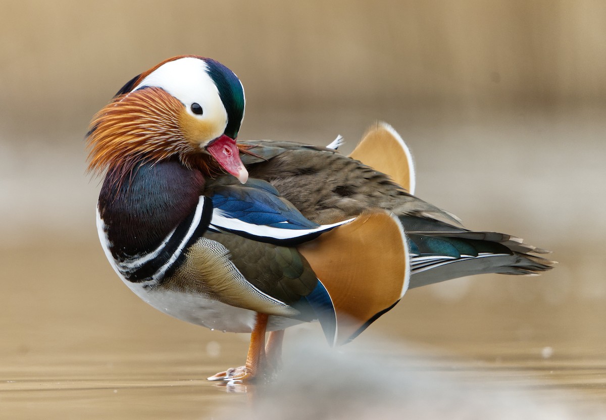 Mandarin Ördeği - ML645843156