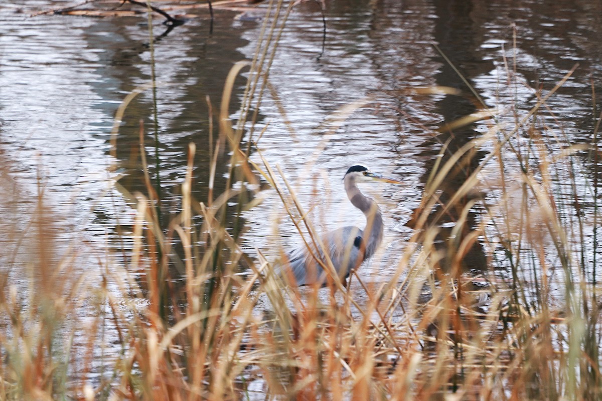 Great Blue Heron - ML645843158