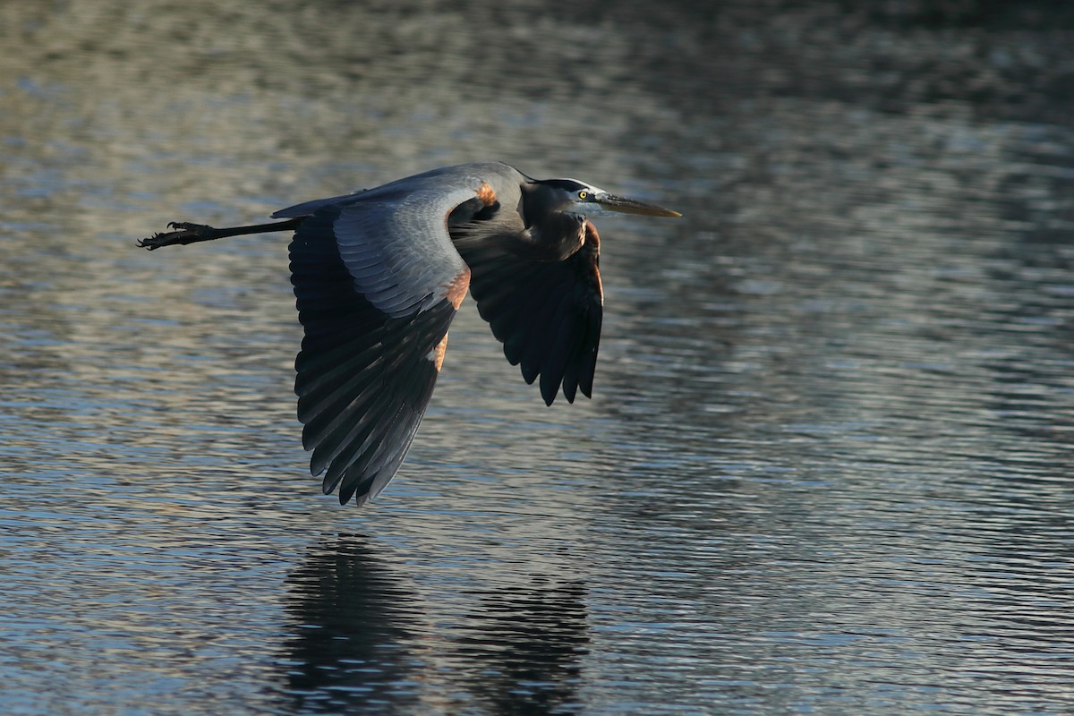 Great Blue Heron - ML645843159