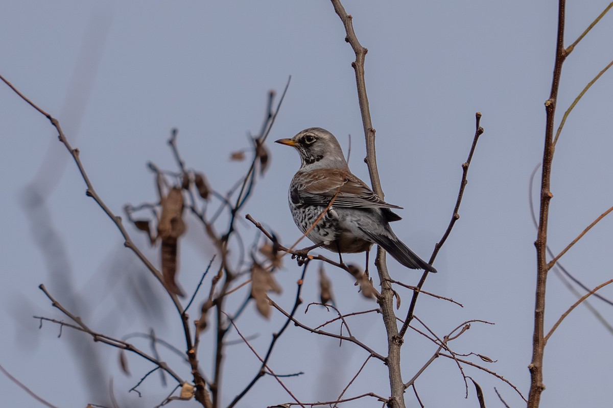 Fieldfare - ML645843162