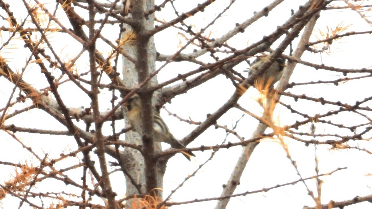 Redpoll - ML645843163