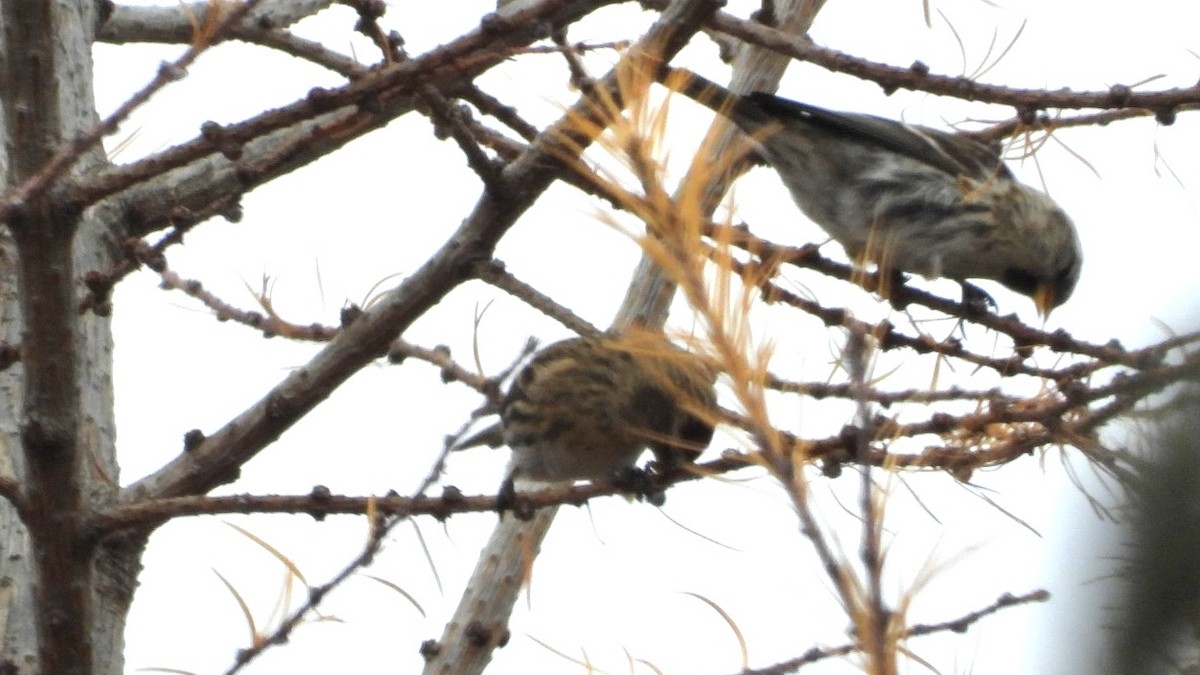 Redpoll - ML645843164