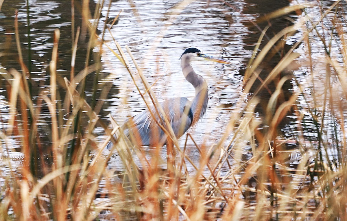 Great Blue Heron - ML645843169