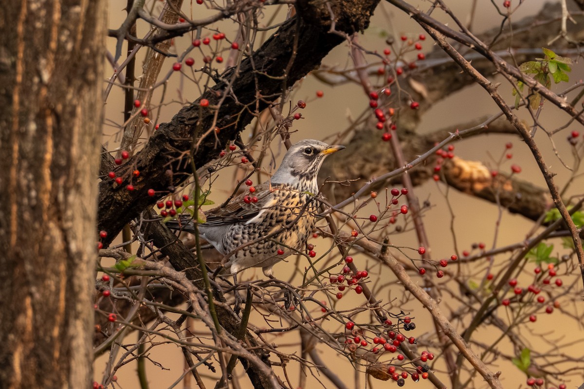 Fieldfare - ML645843170