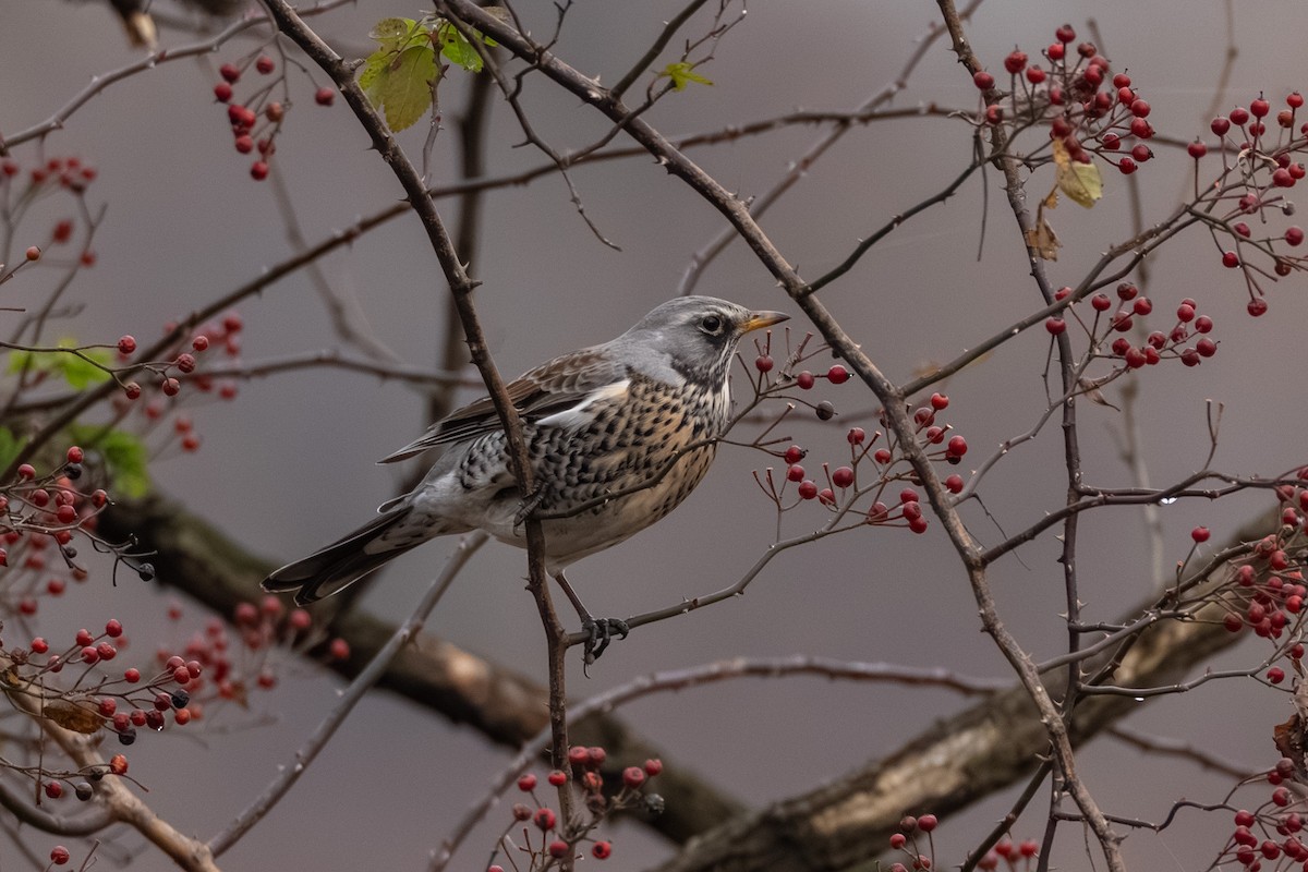Fieldfare - ML645843175