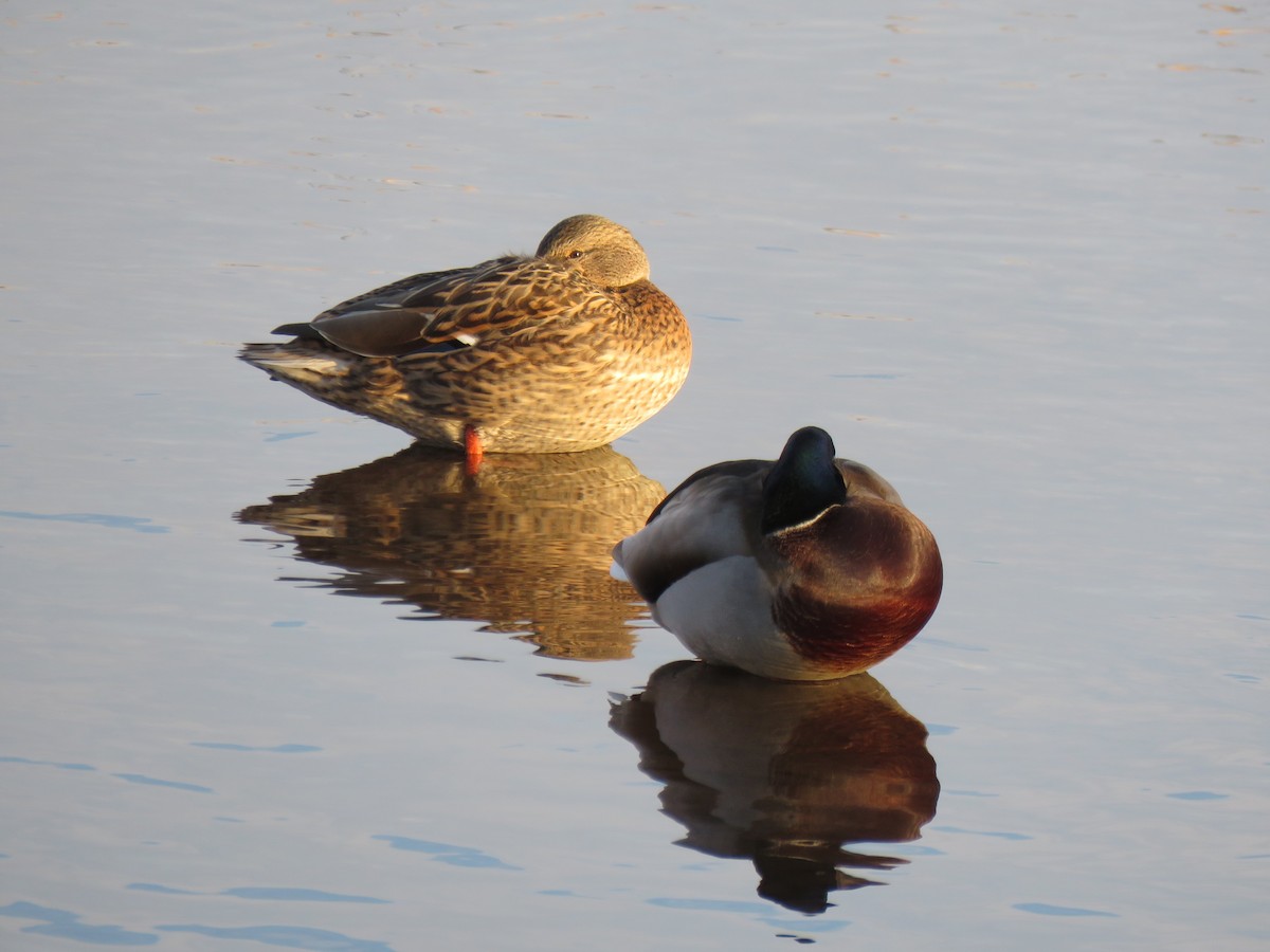 Mallard - ML645843178