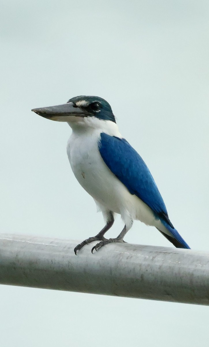 שלדג צווארון - ML645843179
