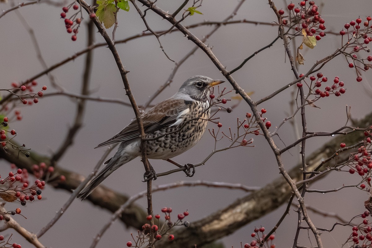 Fieldfare - ML645843183