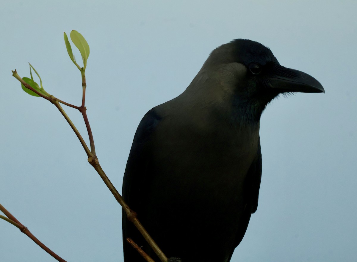 עורב הודי - ML645843190