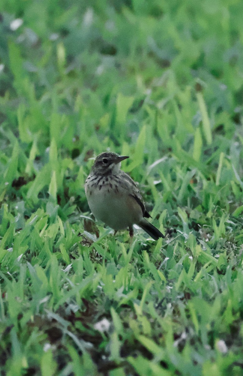 פפיון הודי - ML645843196