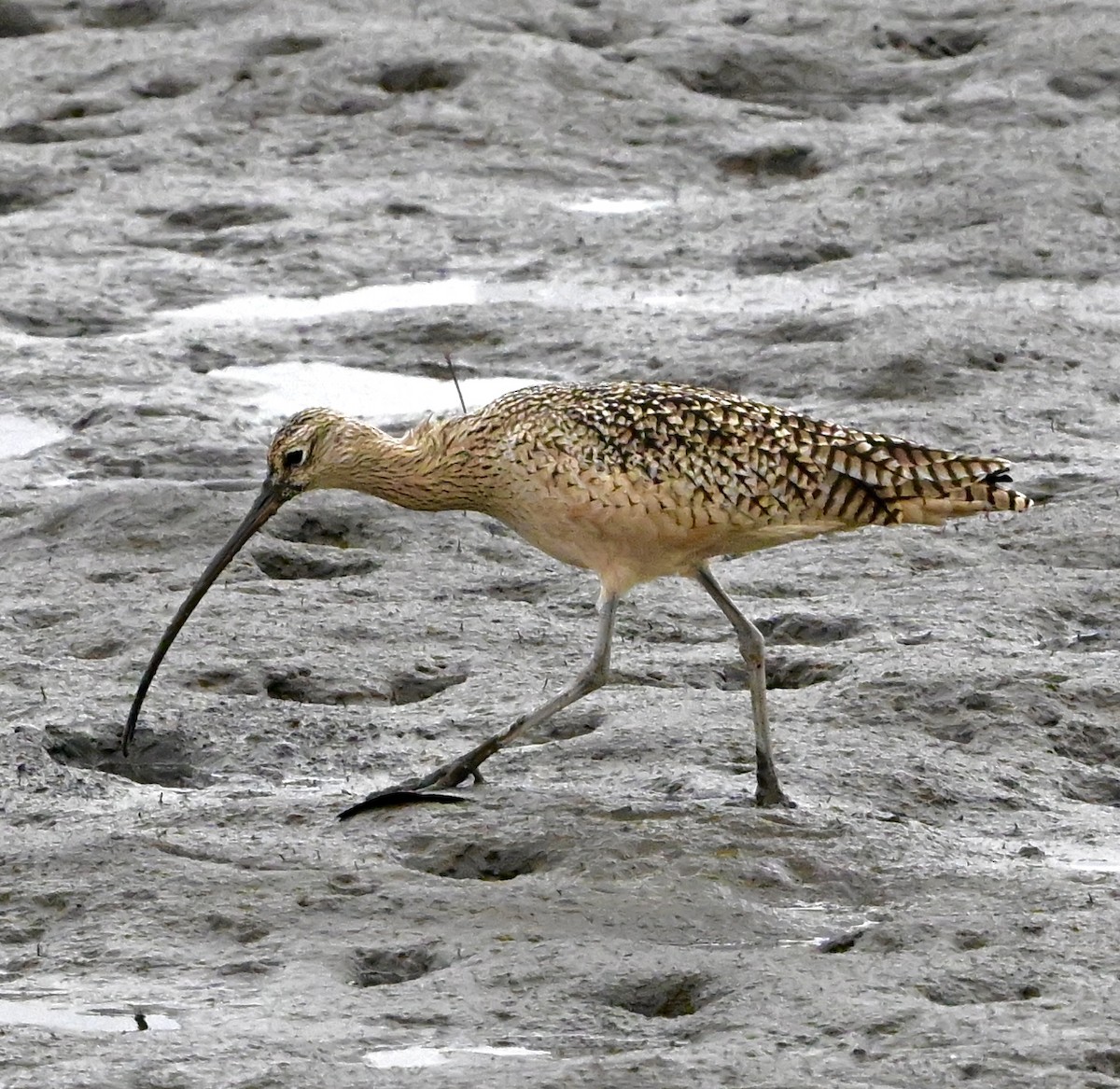 Кульон американський - ML645843200