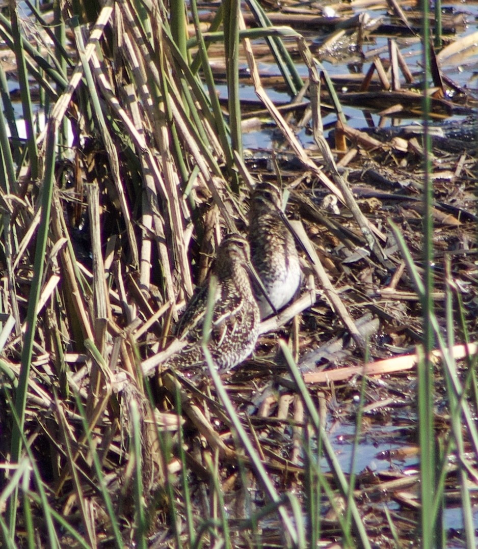 Wilson's Snipe - ML645843205