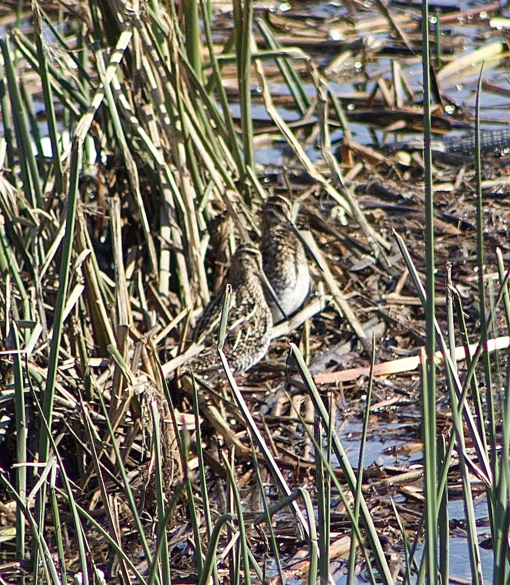 Wilson's Snipe - ML645843206