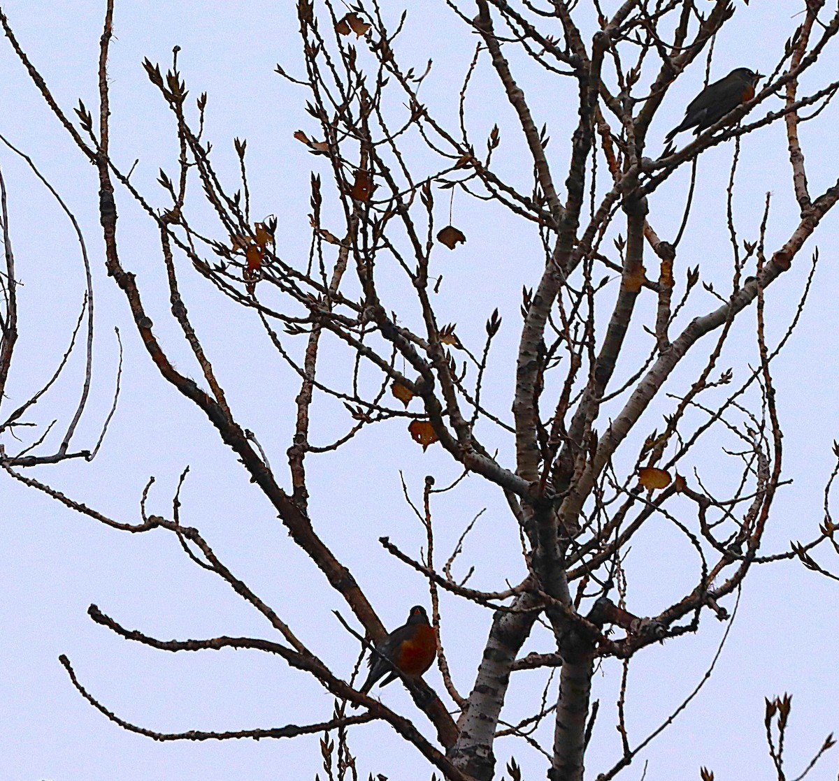 American Robin - ML645843212